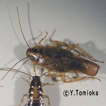 アブ類　<i>Tabanidae</i>