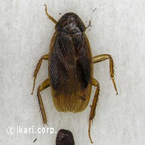 アブ類　<i>Tabanidae</i>