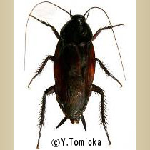 アブ類　<i>Tabanidae</i>