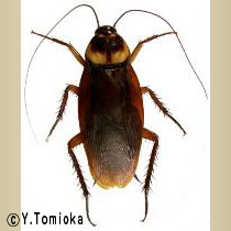 アブ類　<i>Tabanidae</i>