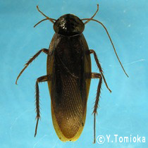 アブ類　<i>Tabanidae</i>