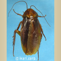 アブ類　<i>Tabanidae</i>