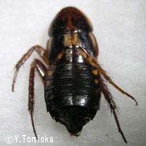 アブ類　<i>Tabanidae</i>