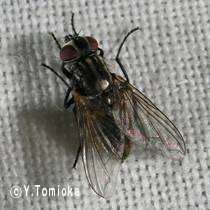 アブ類　<i>Tabanidae</i>