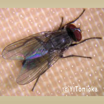 アブ類　<i>Tabanidae</i>