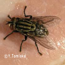 アブ類　<i>Tabanidae</i>