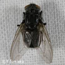 アブ類　<i>Tabanidae</i>