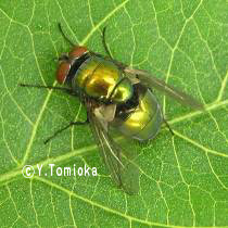 アブ類　<i>Tabanidae</i>