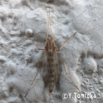 アブ類　<i>Tabanidae</i>