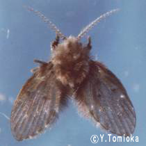 アブ類　<i>Tabanidae</i>