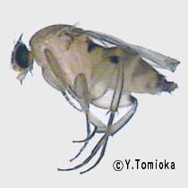 アブ類　<i>Tabanidae</i>