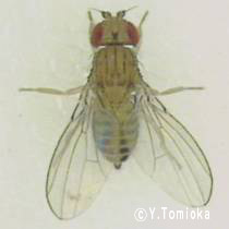 アブ類　<i>Tabanidae</i>