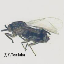 アブ類　<i>Tabanidae</i>