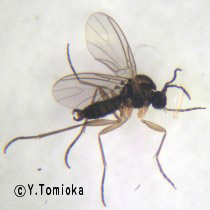 アブ類　<i>Tabanidae</i>