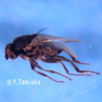 アブ類　<i>Tabanidae</i>