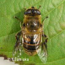 ハナアブ類 Eristalinae イカリ消毒 害虫と商品の情報サイト