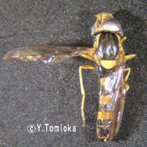 アブ類　<i>Tabanidae</i>