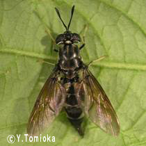 アブ類　<i>Tabanidae</i>