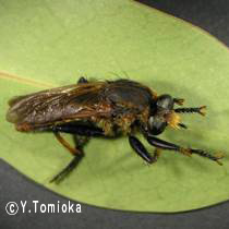 アブ類　<i>Tabanidae</i>