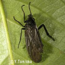 アブ類　<i>Tabanidae</i>