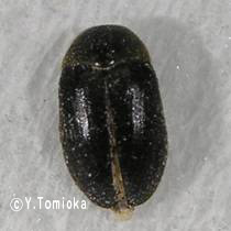 アブ類　<i>Tabanidae</i>