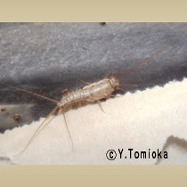 アブ類　<i>Tabanidae</i>