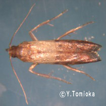 アブ類　<i>Tabanidae</i>