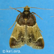 アブ類　<i>Tabanidae</i>