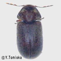 アブ類　<i>Tabanidae</i>