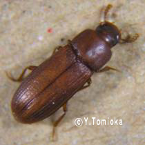 アブ類　<i>Tabanidae</i>