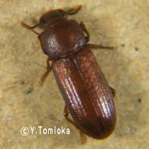 アブ類　<i>Tabanidae</i>