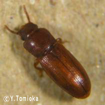 アブ類　<i>Tabanidae</i>