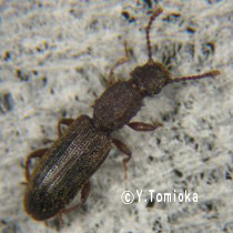 アブ類　<i>Tabanidae</i>