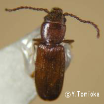 アブ類　<i>Tabanidae</i>