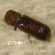 アブ類　<i>Tabanidae</i>