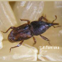 アブ類　<i>Tabanidae</i>