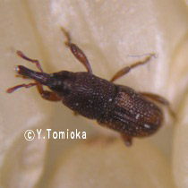 アブ類　<i>Tabanidae</i>