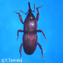 アブ類　<i>Tabanidae</i>