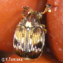 アブ類　<i>Tabanidae</i>