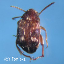 アブ類　<i>Tabanidae</i>