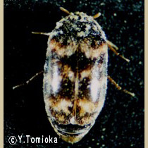 アブ類　<i>Tabanidae</i>