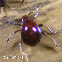 アブ類　<i>Tabanidae</i>