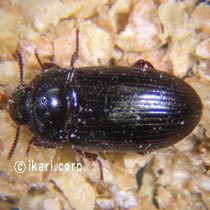 アブ類　<i>Tabanidae</i>