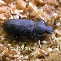 アブ類　<i>Tabanidae</i>