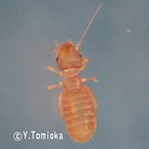 アブ類　<i>Tabanidae</i>