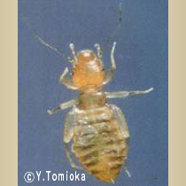 アブ類　<i>Tabanidae</i>