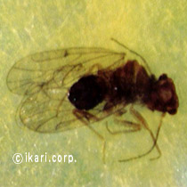 アブ類　<i>Tabanidae</i>