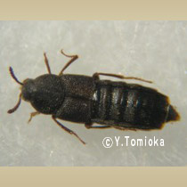 アブ類　<i>Tabanidae</i>