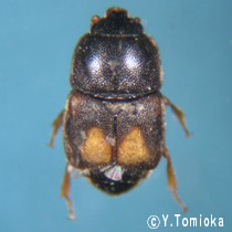 アブ類　<i>Tabanidae</i>