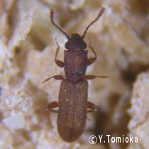 アブ類　<i>Tabanidae</i>